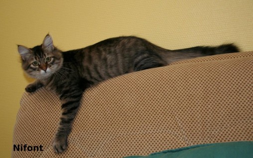 page chatons