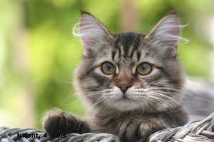 page chatons (4)