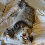 DSC00262