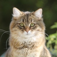 jeune chatte sibérien