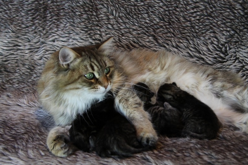 Hebe femelle sibérienne avec ses chatons