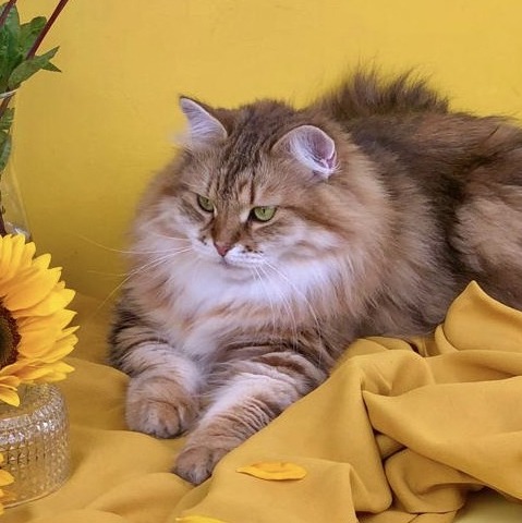 Chat sibérien couleur golden