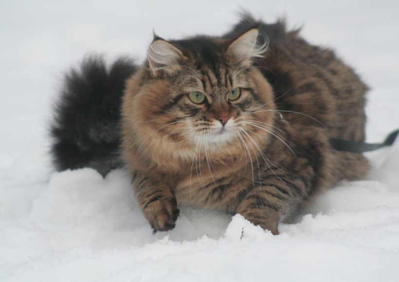 mâle sibérien dans la neige