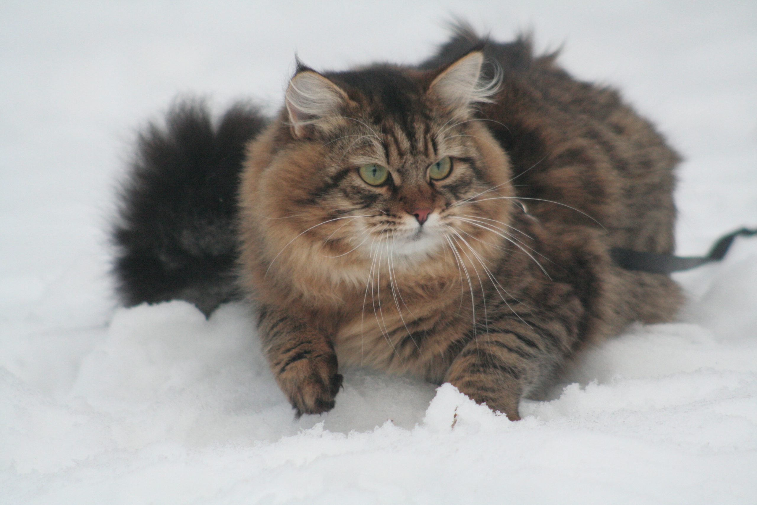 mâle sibérien dans la neige