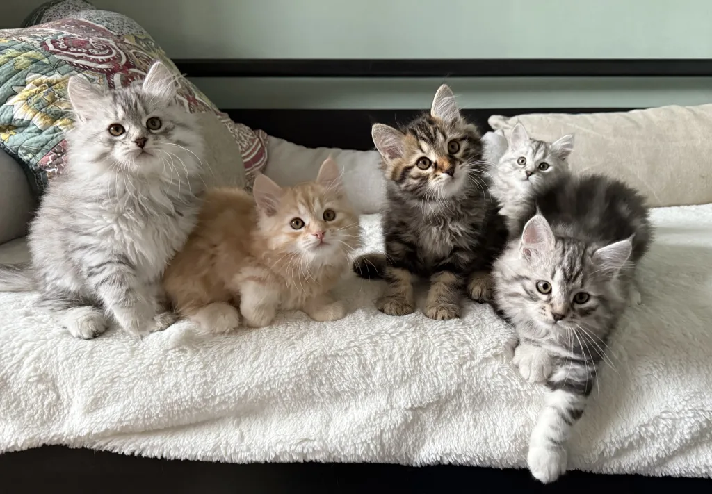 Les chatons 2025